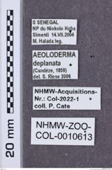 Etikette zu Aeoloderma deplanata (NHMW-ZOO-COL-0010613)